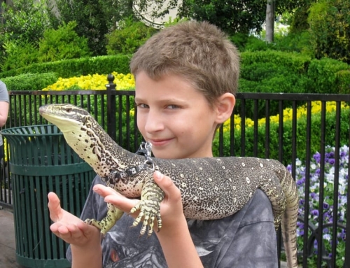 Boy with lizard